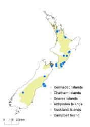 Anogramma leptophylla distribution map based on databased records at AK, CHR & WELT.
 Image: K.Boardman © Landcare Research 2020 CC BY 4.0